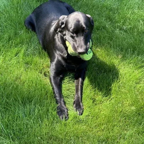 Black dog in the grass holding a toy in its mouth
